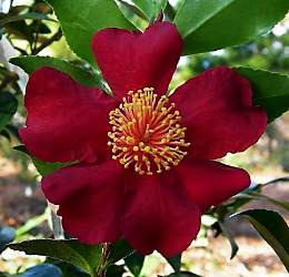 October Magic® Crimson 'N Clover™ Camellia, Camellia sasanqua 'Green 08-052'